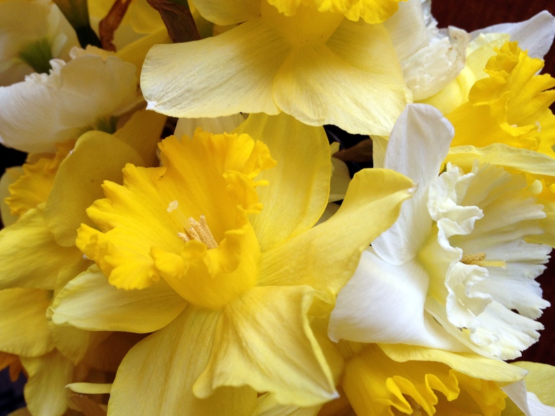 A tangle of daffodils from a gardener's backyard