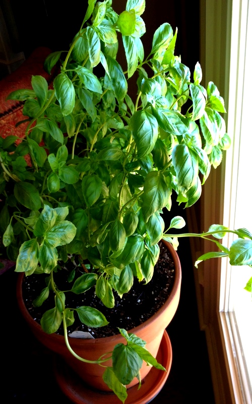 A potted Genovese basil plant thriving in a sunlit window all through winter, providing me with a good supply of the fresh herb for my shrimp and pasta dish and bruschetta.
