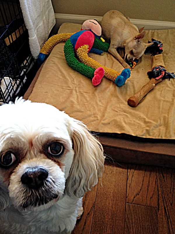 Here's the story. Macy the Lhasa loves new toys. Except this long-legged monkey, for some reason. That is, until Bruiser the Chihuahua decided it was terribly fun. Now Macy is reconsidering.