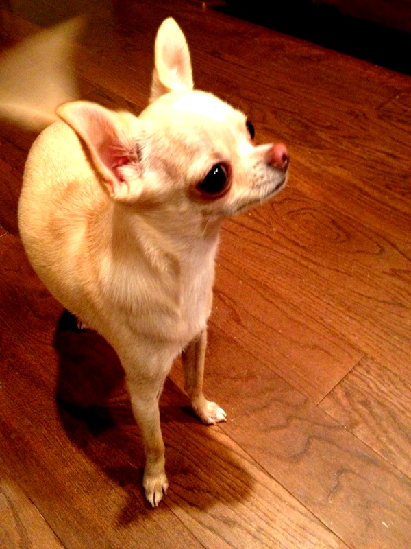 A dog's tail that wags faster than the speed of light.