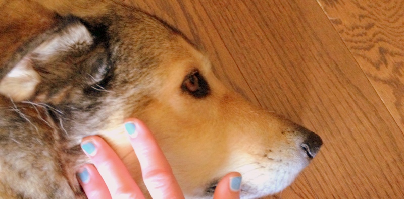 Luckily, my dog Kita doesn't care if my nails are chipped as long as I'm petting her. What's left of the nail polish color is called The Artful Dodger by Butter London. 