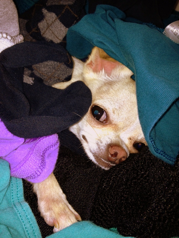 Chihuahuas with a thing for warm laundry, fresh out of the dryer.