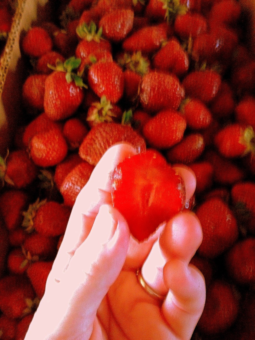 A ripe strawberry, locally grown, is red through and through.