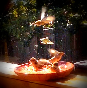 6-picasabackground-030