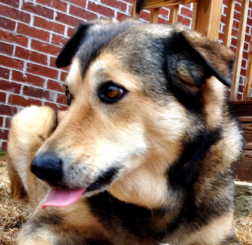 Kita: Pineapple, barf! Barf, barf, bark!