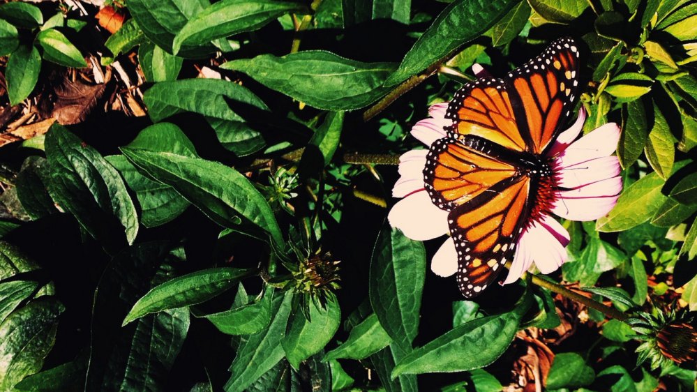 4-picasabackground-038